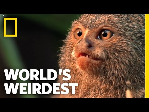 , title : 'Smallest Monkey Turf War | World's Weirdest'