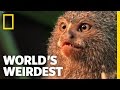 Smallest Monkey Turf War | World's Weirdest