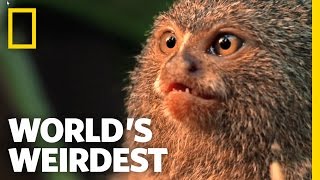 World's Weirdest - Smallest Monkey Turf War