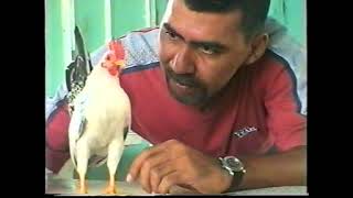 Download lagu Fendi Ayam Serama - Ayam Serama [ ] mp3