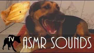 Download lagu ASMR Dog Chewing Dehydrated Pig Ears | Raw Dog Treats Mukbang & ASMR mp3 Download lagu ASMR Dog Chewing Dehydrated Pig Ears | Raw Dog Treats Mukbang & ASMR mp3