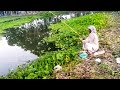 Village Old Man Catching Fish With Hook In Beautiful Village Natural Pond