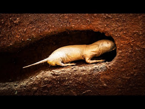 Krtkopotkan nahý (Heterocephalus glaber) — život pod zemou