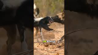 This Honey Badger Refused to Give Up!