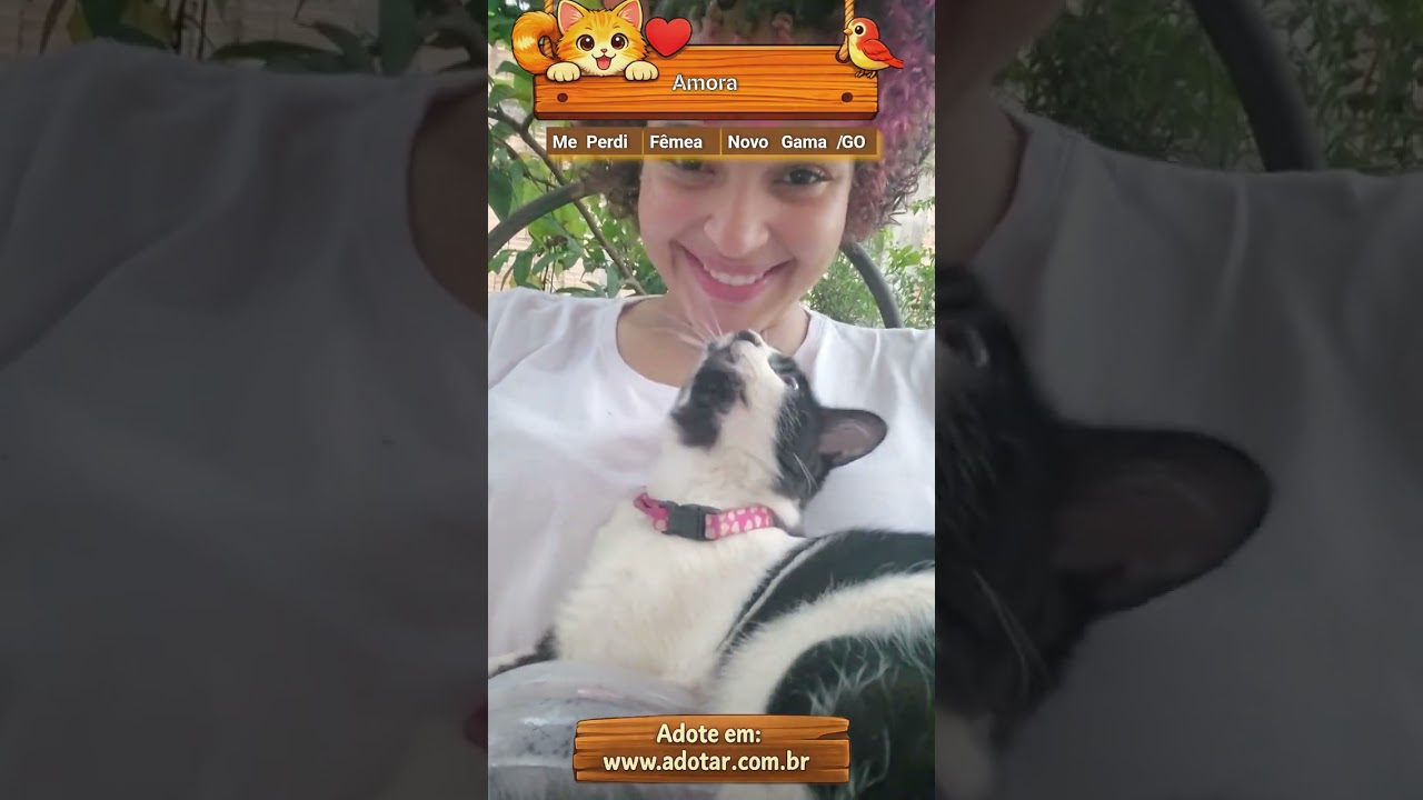 Gato raça SRD-ViraLata idade 2 a 6 meses nome Amora