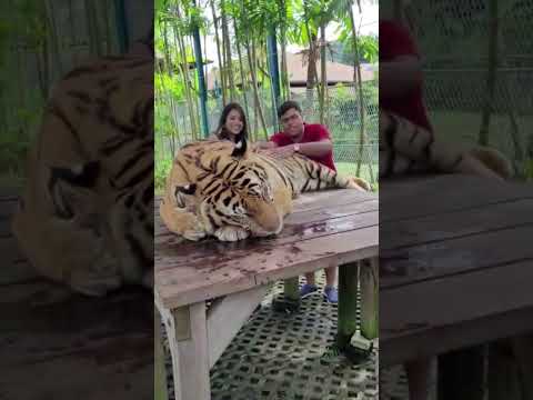 Sudden Tiger attack at Thailand zoo while filming