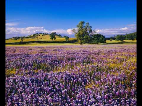 Dr. David Hawkins: All Is Divinity