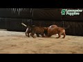 Miniature Dachshund dogs for sale: Jolly  - Video 1