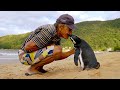 Jinjing The Penguin - Swims 5000 Miles Every Year To Visit The Man Who Saved Him