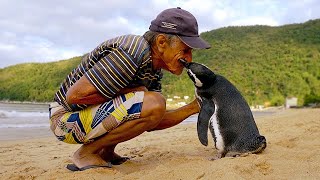 Jinjing The Penguin - Swims 5000 Miles Every Year To Visit The Man Who Saved Him