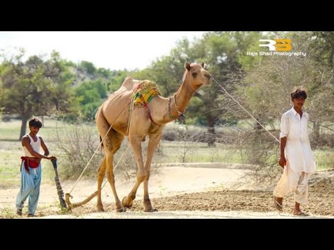Land Cultivation With Camel / Kharai Camel / Cultivation With Camel #tharparkar #desertcamel