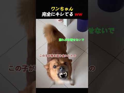 ワンちゃん、完全にキレてる ww
