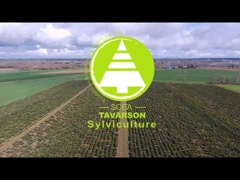 Venez découvrir notre production de sapins de noël grâce à nos vidéos.