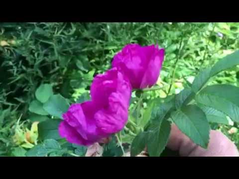 Japanese Rosehip : Uses & Identification of Rosa rugosa