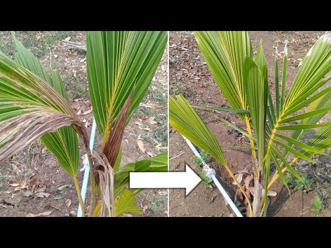How to make coconuts to grow well