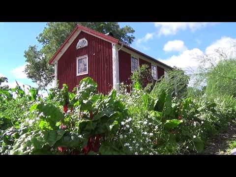 Samplantering av mangold och sommarslöja