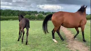 QUALITY FILLY WITH THE BREEDING TO MATCH!