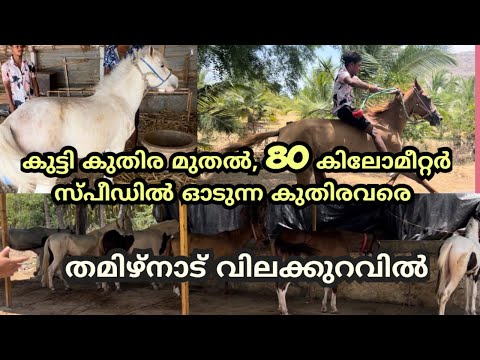 തമിഴ്നാട്ടിലെ കുതിര ഫാം കാണാം. വാങ്ങണമെങ്കിൽ കുതിരയെ വാങ്ങിക്കാം