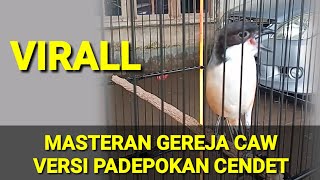 Download lagu MASTERAN GEREJA CAW VERSI PADEPOKAN CENDET... mp3