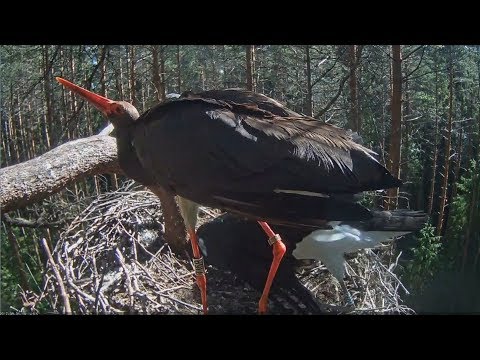 2017/08/01 09h14m ~ Feeding by Karl... frogs and little fishes~