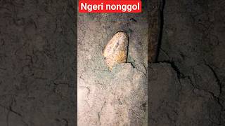 Download lagu the appearance of a eel from the mud #eel #screaming #eelcatch #videoshorts #youtubehomepage mp3