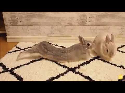 Если кошки — жидкость, то кролики должны быть резиновыми!