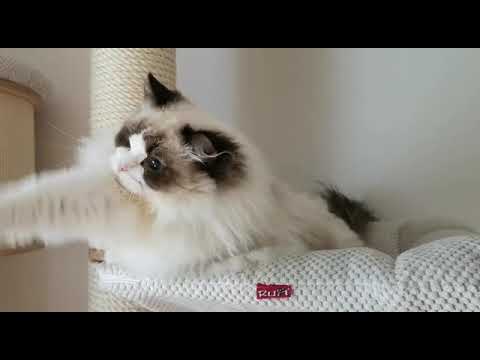 Pionono LeChatteRagdoll