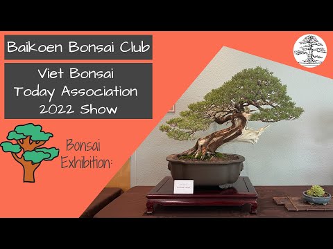 Viet Bonsai Today Association 2022 Show - Baikoen Bonsai Club