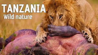 WILD TANZANIA  Ruthless nature and ancient tribes