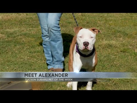 Tucson Subaru's Pet of the Week: Meet energetic Alexander - YouTube