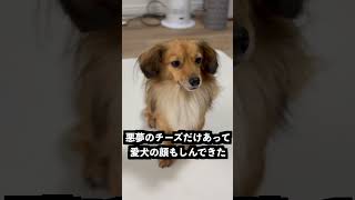 このチーズ食べたら本当に悪夢見た件 #ペット #犬