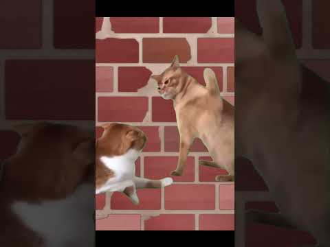 親しき中にも礼儀あり　 #シアオフィ #vtuber #猫ミーム #shorts