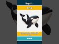 orca - a large black-and-white wha... video thumbnail