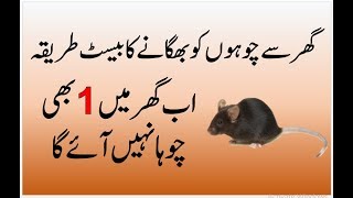 Home Tips | Get Rid Of Mouse In House In Urdu | Chuhe Bhagane Ka Tarika