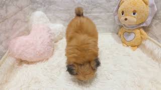 ハーフ犬の動画01