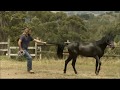 The Horse Tamer Enigma