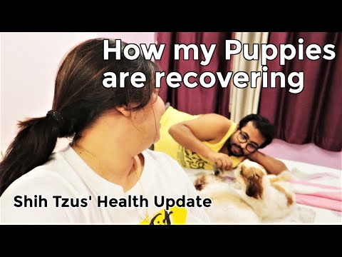How my babies are doing | How my puppies are recovering | My Shih Tzu Health Update