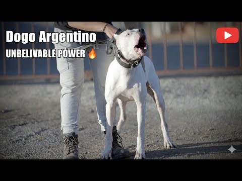 Dogo Argentino: Protection Training and Hunting