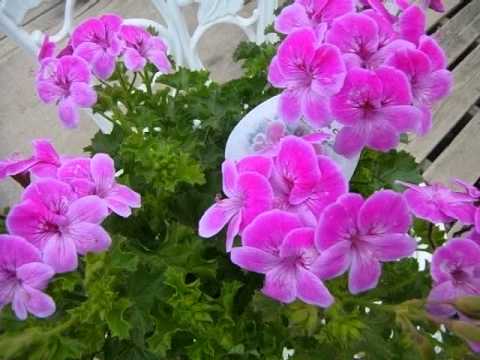 ペラルゴニウムの剪定時期はいつ？彼らの繁栄のための正しい行動は何でしょうか？有益なビデオ  庭園