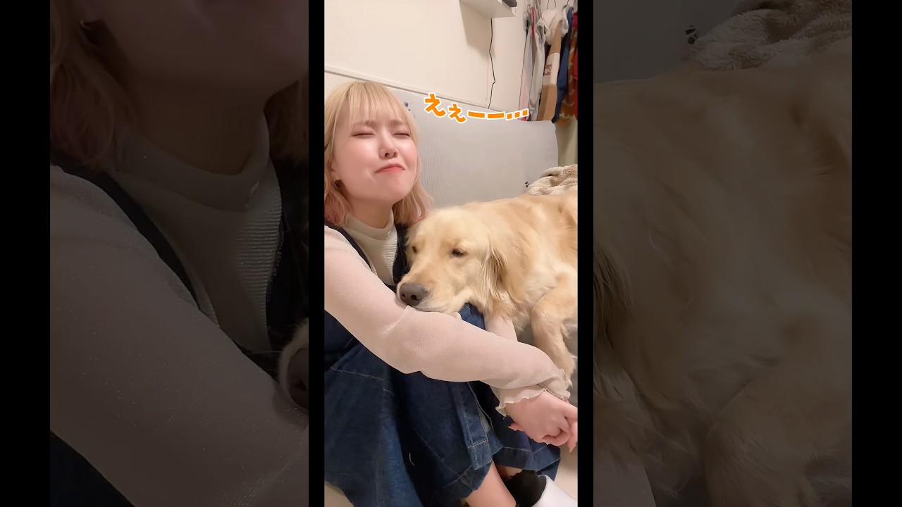 先日唐突にTikTokライブやった時の切り抜き🤣眠かったのか一段とあざとい麹くんでした❤️#ゴールデンレトリバー #tiktokライブ切り抜き