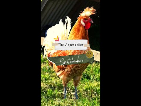 , title : 'The Appenzeller Spitzhauben Chicken Breed'