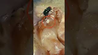 Download lagu JIJIK BANGET | TELUR LALAT | Sering TERJADI DI SEKITAR ANDA  #SHORT #shorts #shortsfeed mp3