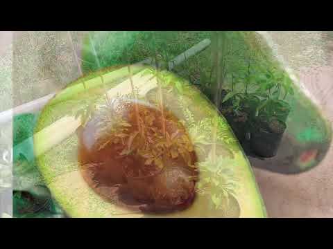 Wurtz dwarf Avocado tree