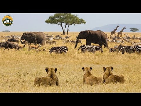 Serengeti Explained | How Africa’s Wildlife Survives in the Wild