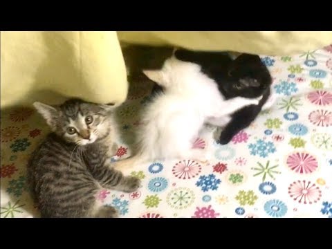 ESCAPE! Of The Siamese Kitten & Party Under The Blanket