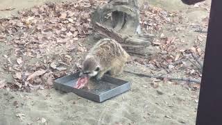 【ズーラシア】ミーアキャットお食事タイム【動物園】