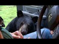 Breakthrough Black Bear Research