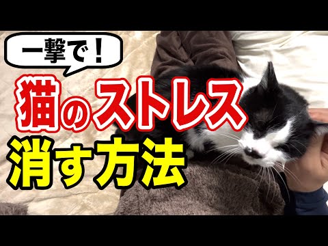 猫にストレスを与える11のこと