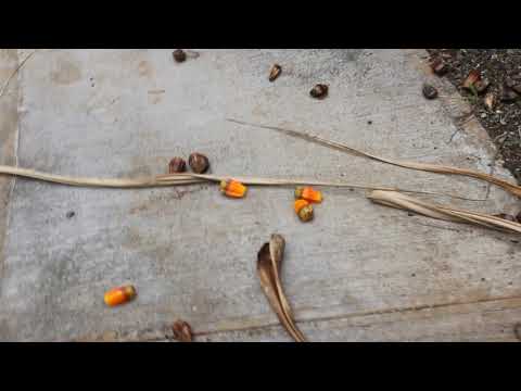 pandanus fruit and pu hala