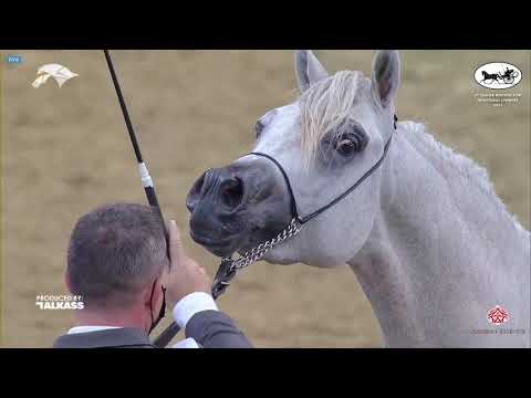 N 96 HARIR AL JASSASIYA   6th Qatar Nat  Arabian Peninsula HS for individual Owners   Colts 2 Years